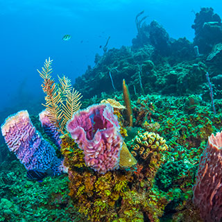 colorful coral reef - Benefactors Society