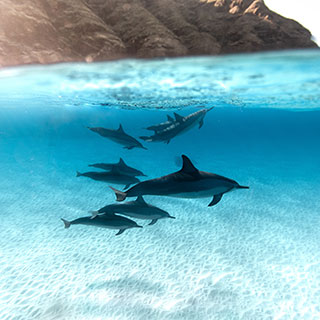 dolphins swimming - Corporate Partners